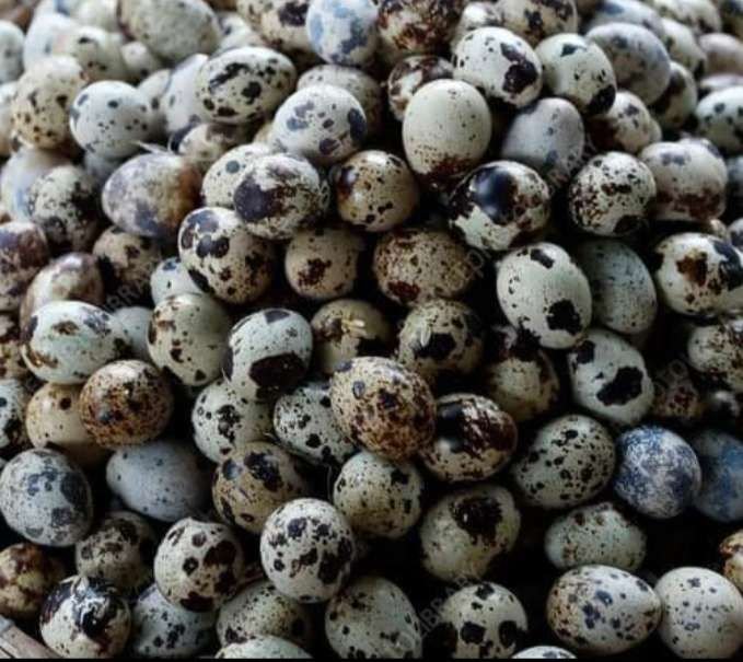 Telur Konsumsi